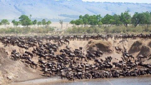 A Nagy Állatvándorlás Nyomában: Szafari Kenya És Tanzánia Vadonjában - Kenya - Teljes panzió