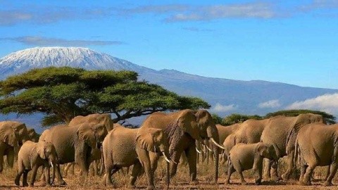Serengeti szafari program pihenéssel Zanzibár szigetén – csoportos körutazás tengerparti pihenéssel