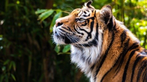 Tigris És Nagyvad Szafari - India, Delhi - Program szerint