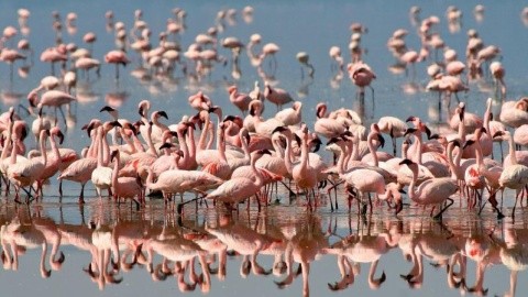 Serengeti szafari program pihenéssel Zanzibár szigetén – csoportos körutazás tengerparti pihenéssel