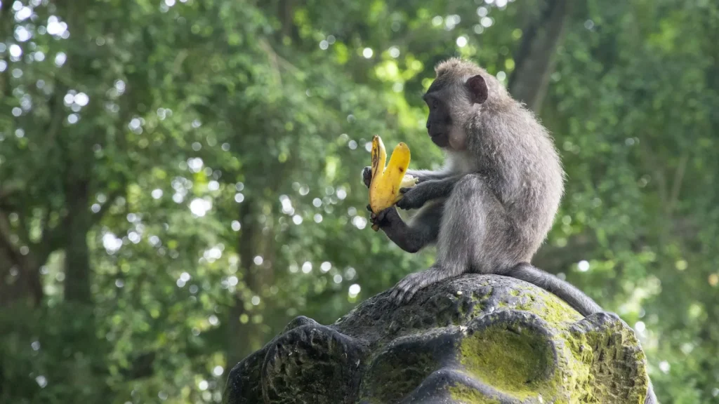 Makákó kőszobron az ubudi majomerdőben, Bali