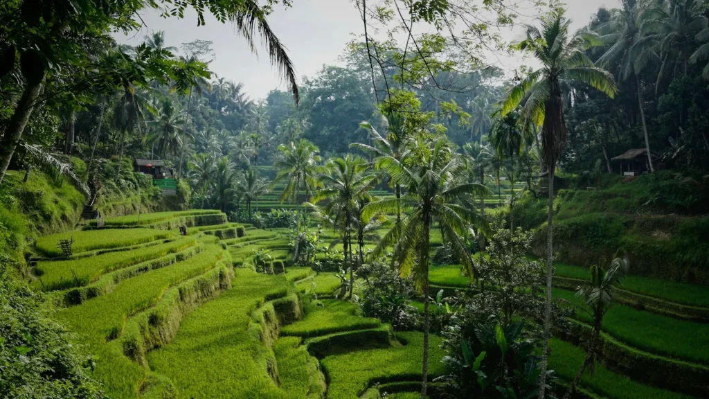 Rizsteraszok pálmafákkal Tegallalangnál, Ubud mellett, Bali