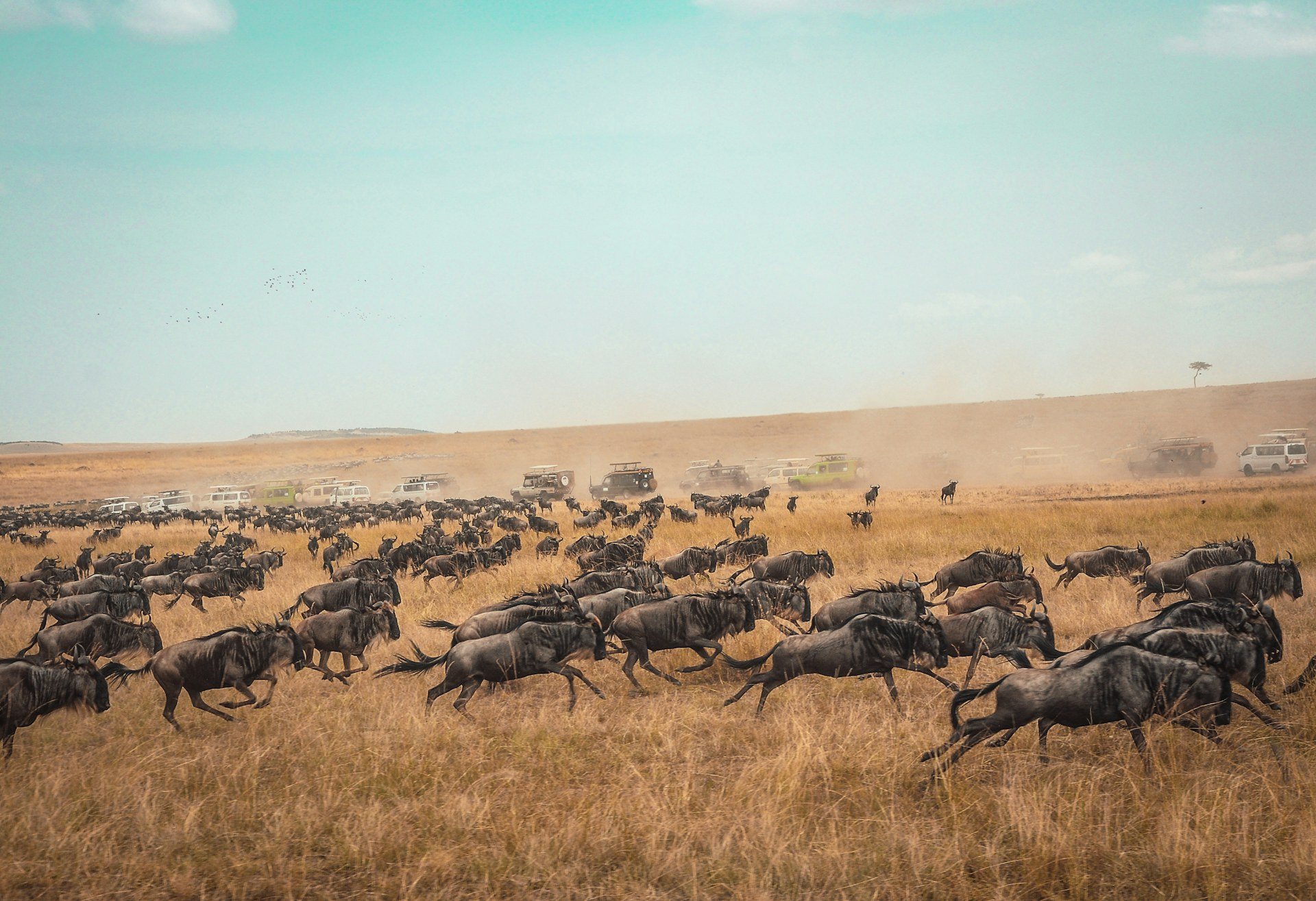 Gnúcsorda vágtat a Masai Mara szavannáján, a háttérben szafariautók